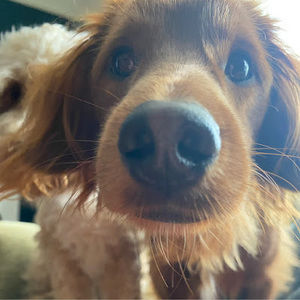 Meet your Posher, Lily